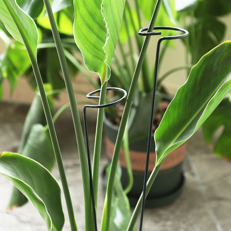 1/10pcs Garden สนับสนุน Stake  - Florist Supp บทวิจารณ์และราคา