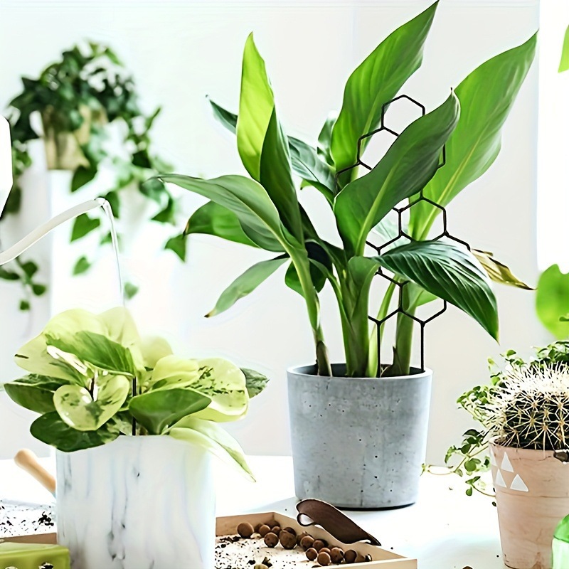 โครงตาข่ายปลูกต้นไม้ลายรังผึ้ง - Florist Supp บทวิจารณ์และราคา